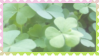 clovers 2
